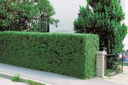 Hedge plants