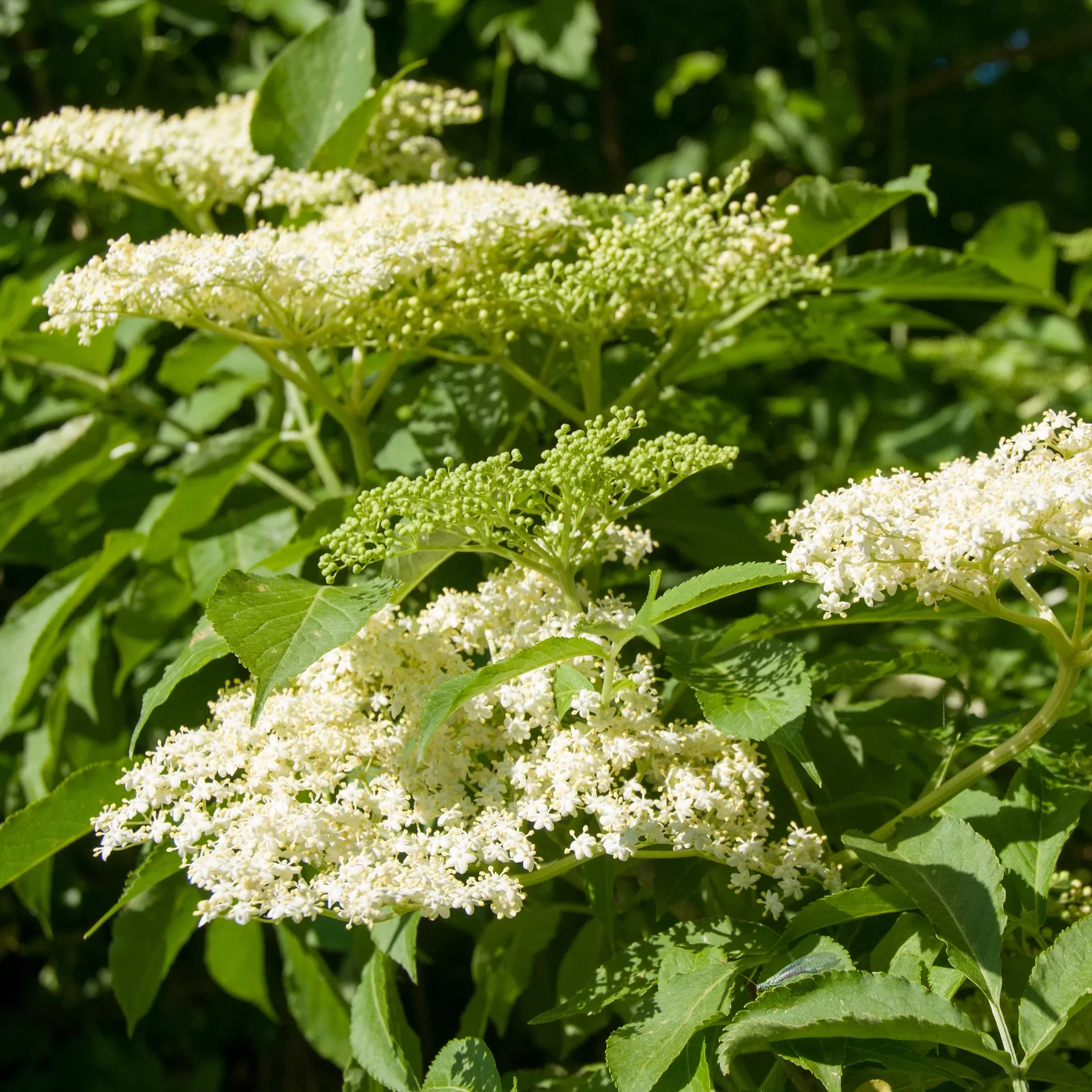 Sambucus nigra 'Haschberg' 4,5L