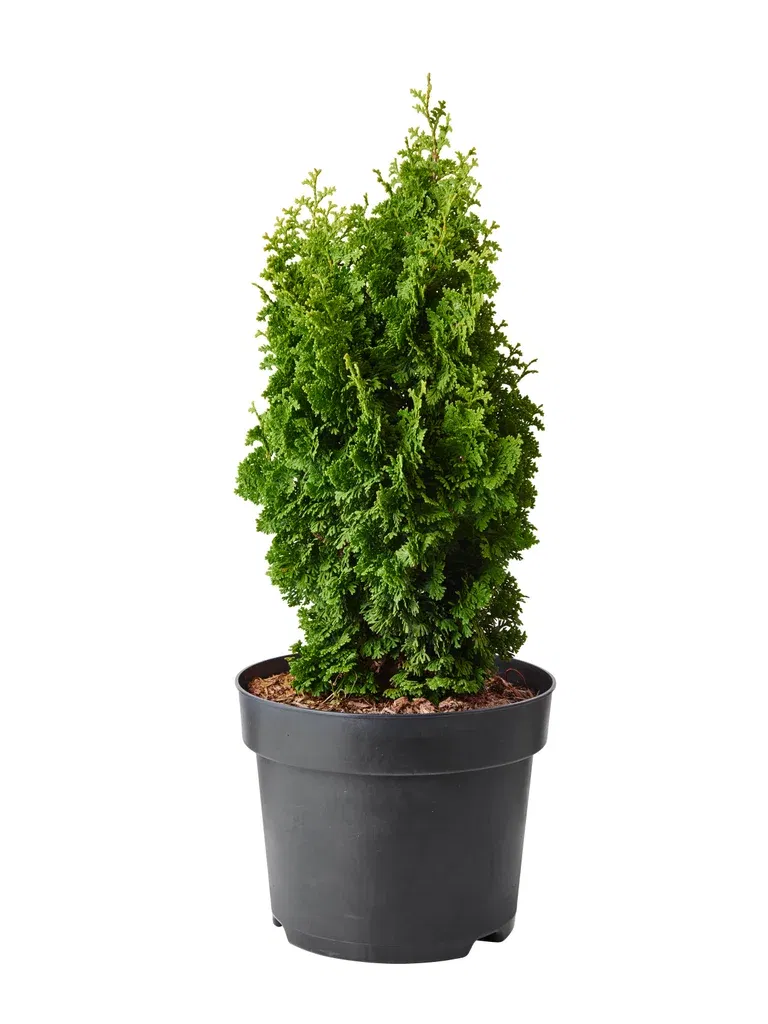 Thuja occidentalis 'Zmatlik' 26cm