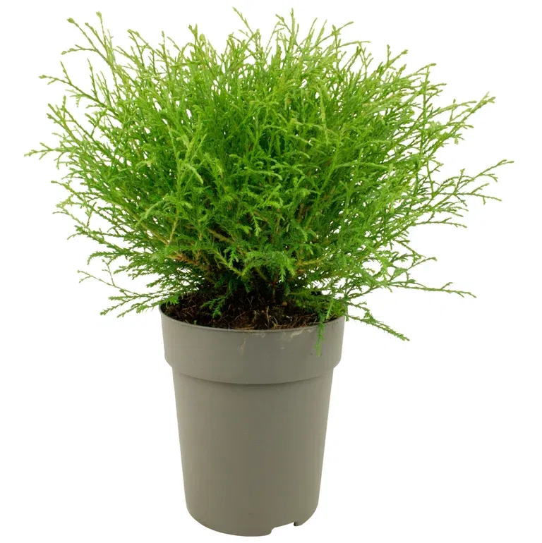 Thuja occidentalis 'Mr. Bowling Ball' 26cm