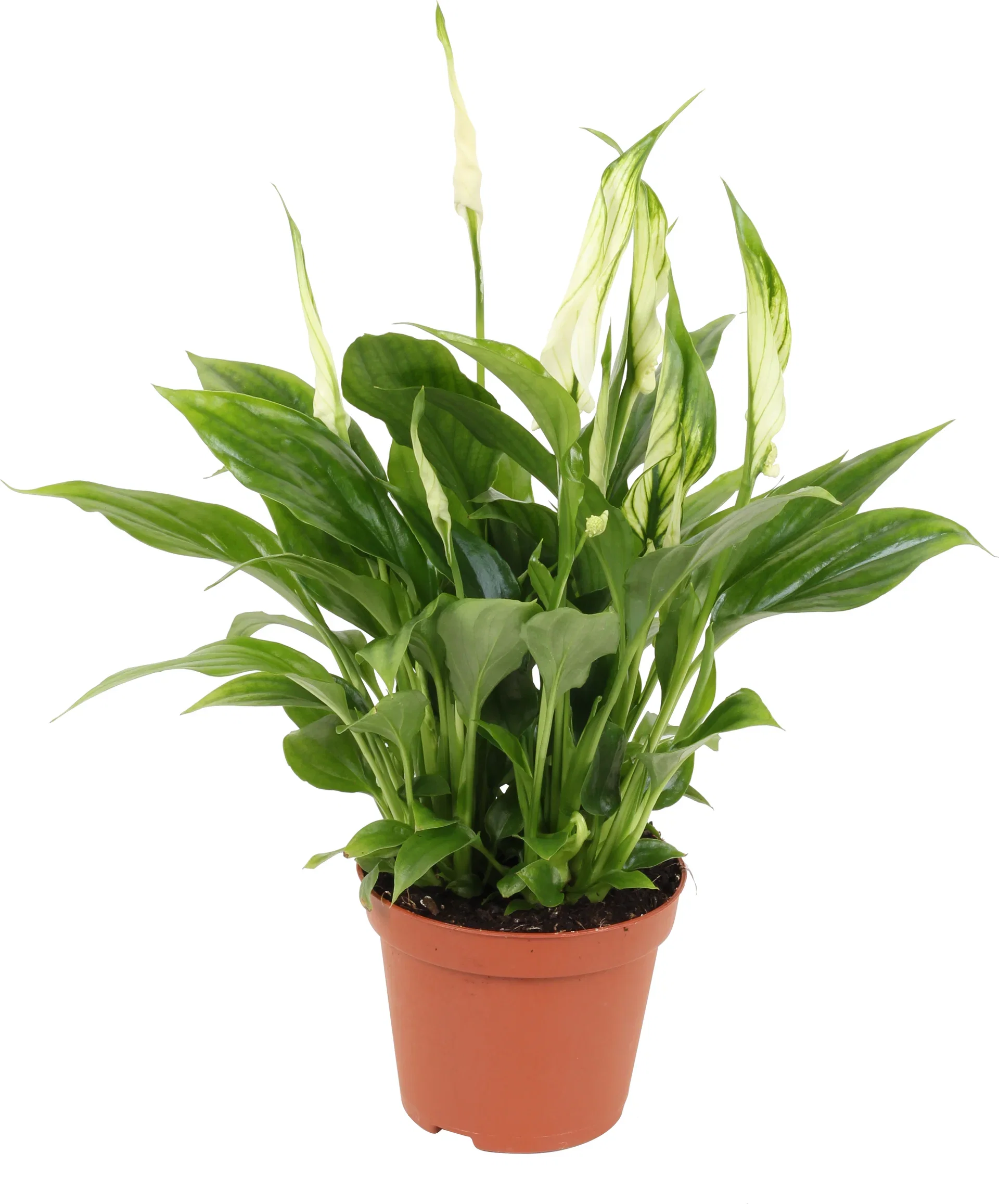 Spathiphyllum 'Chopin'