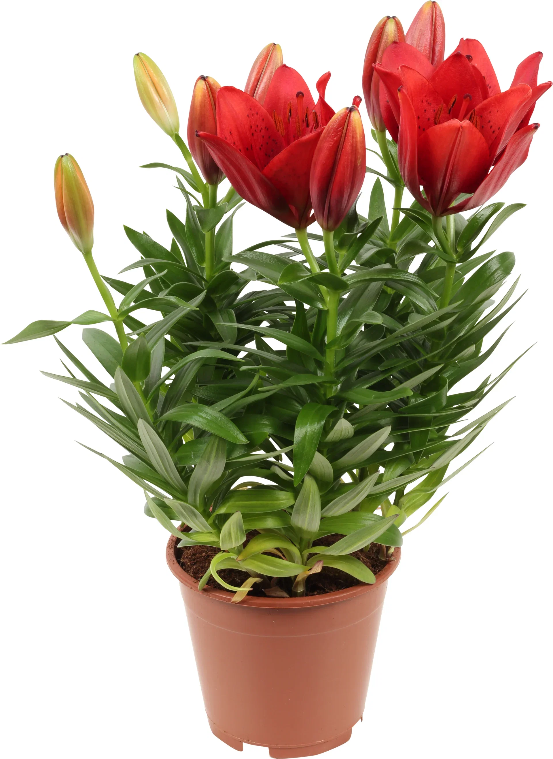 Lilium 'Tiny mix Aziaten' mix 13 cm