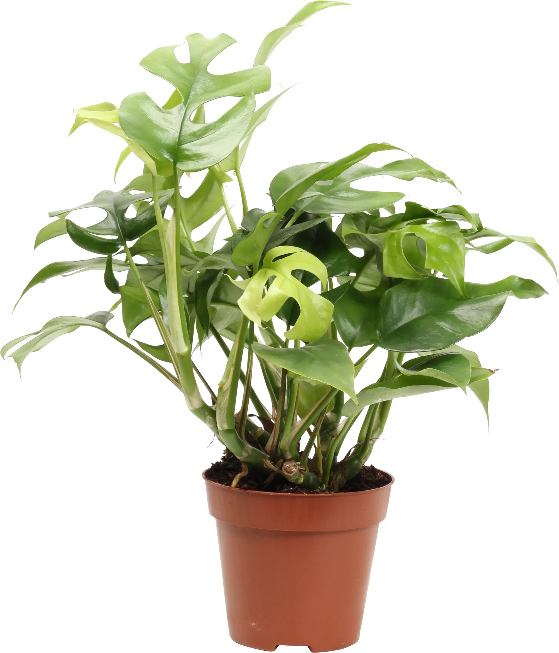 Monstera minima 12 cm