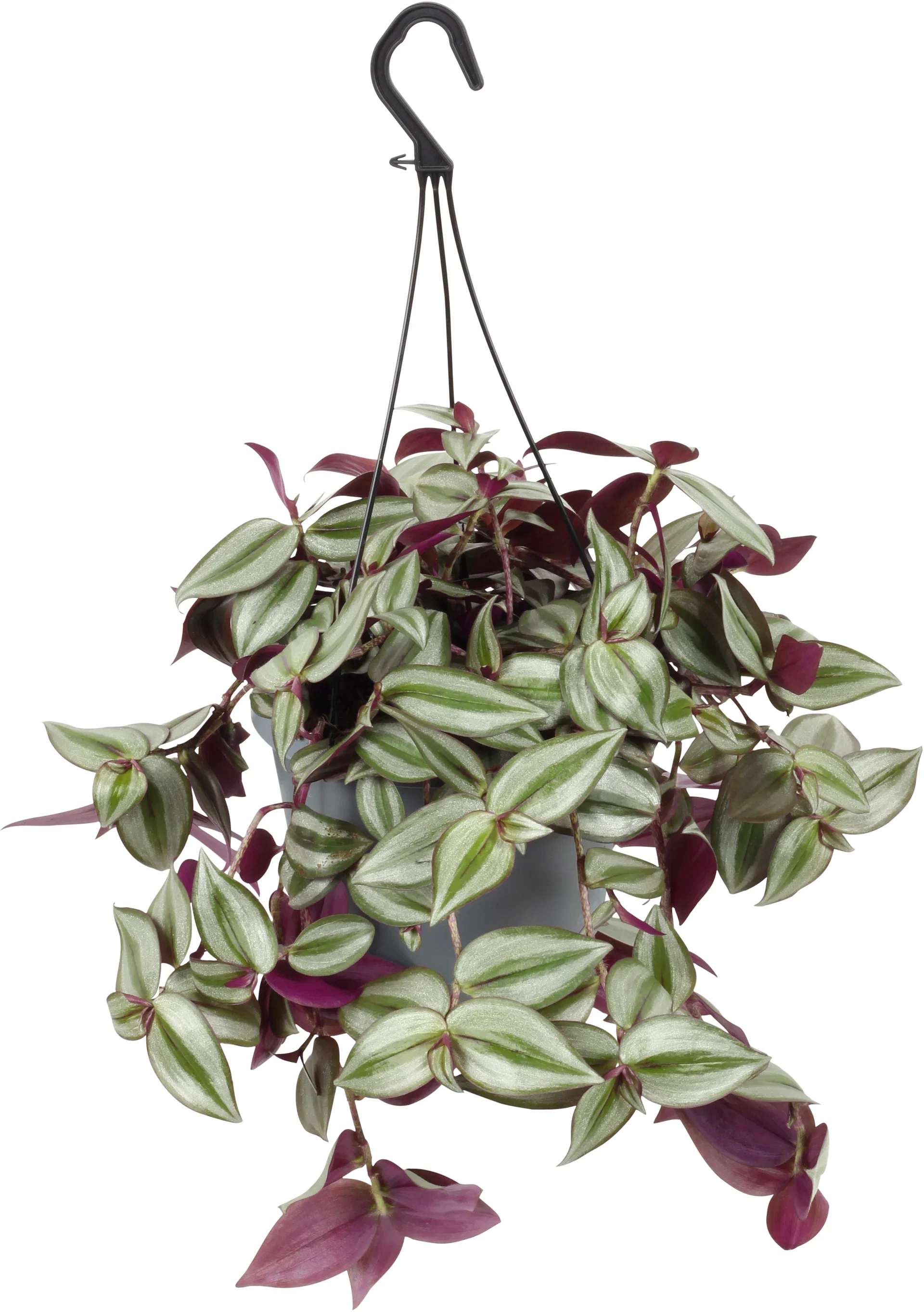 Tradescantia zebrina 'Violet' in hanging basket