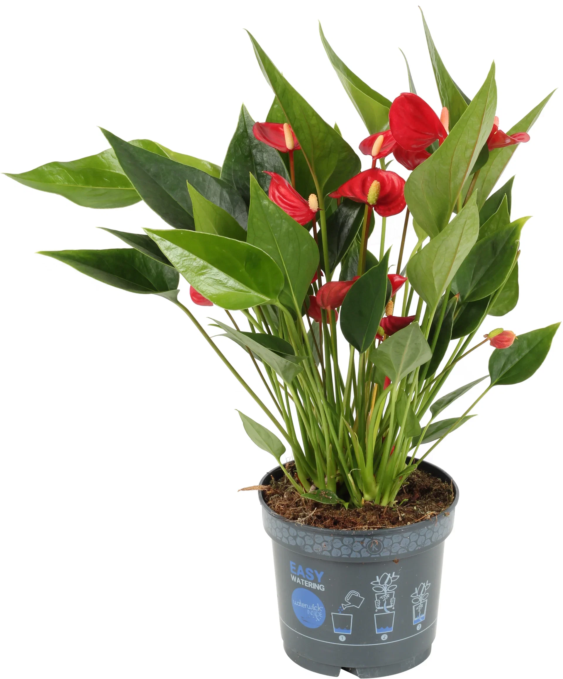 Anthurium andraeanum Million Flowers Red 12 cm