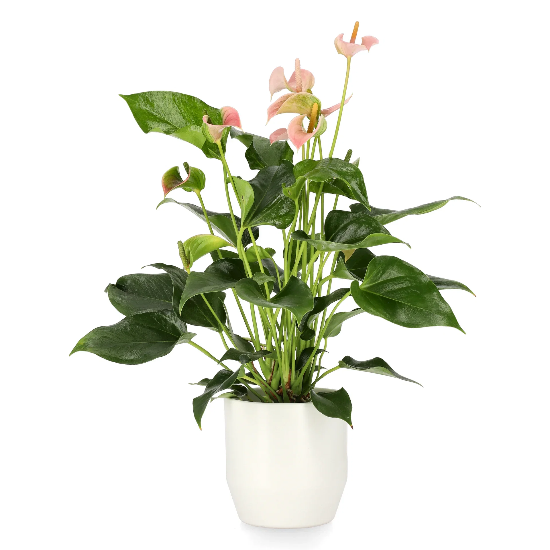 Anthurium andraeanum Peach 12 cm