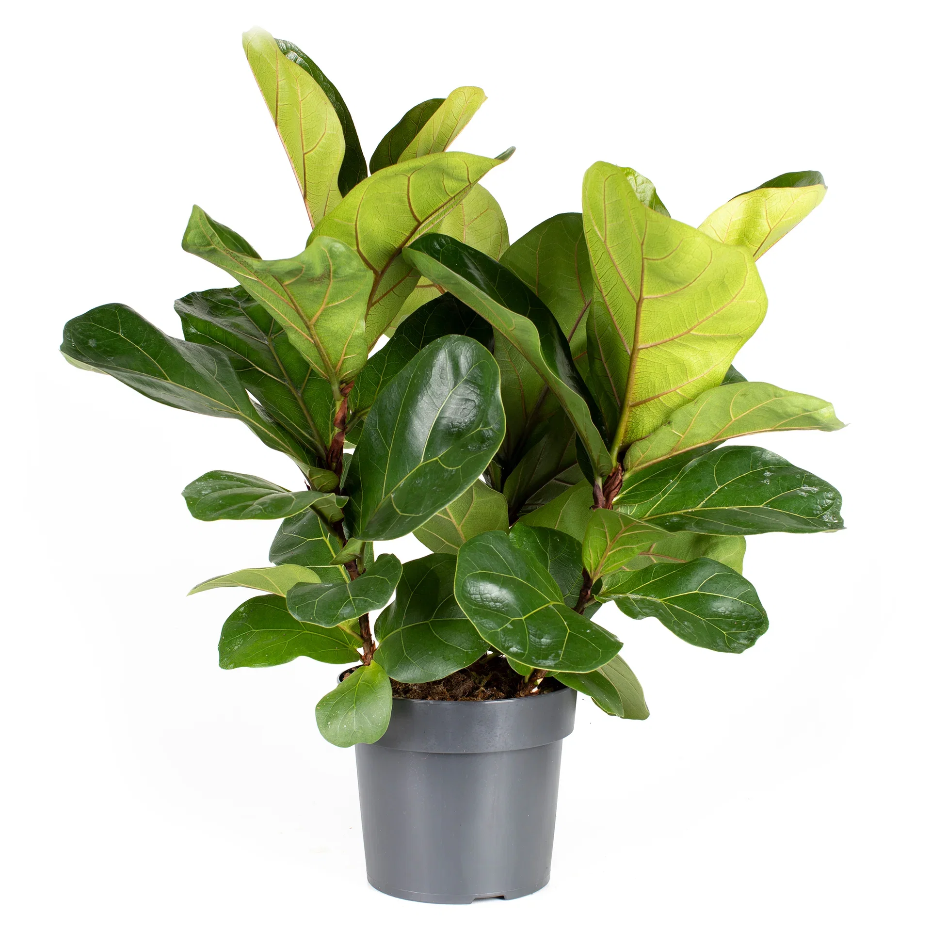 Ficus lyrata 27 cm