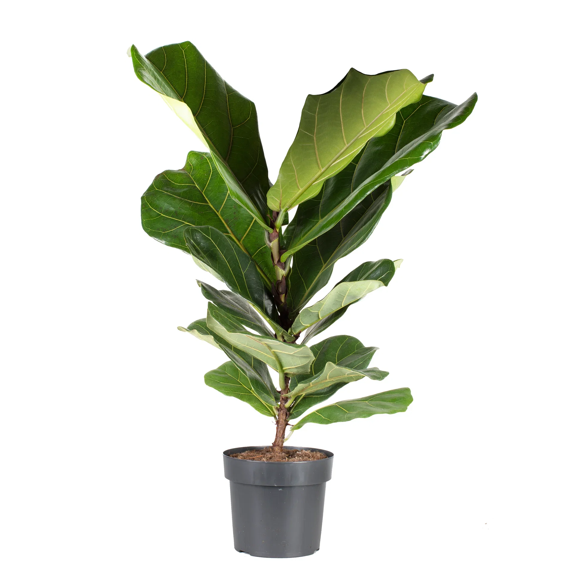 Ficus lyrata 17 cm