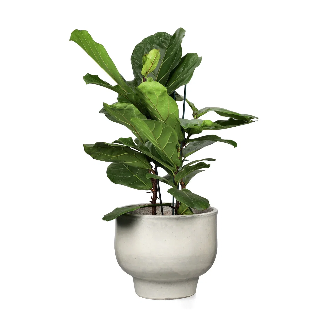 Ficus lyrata 27 cm