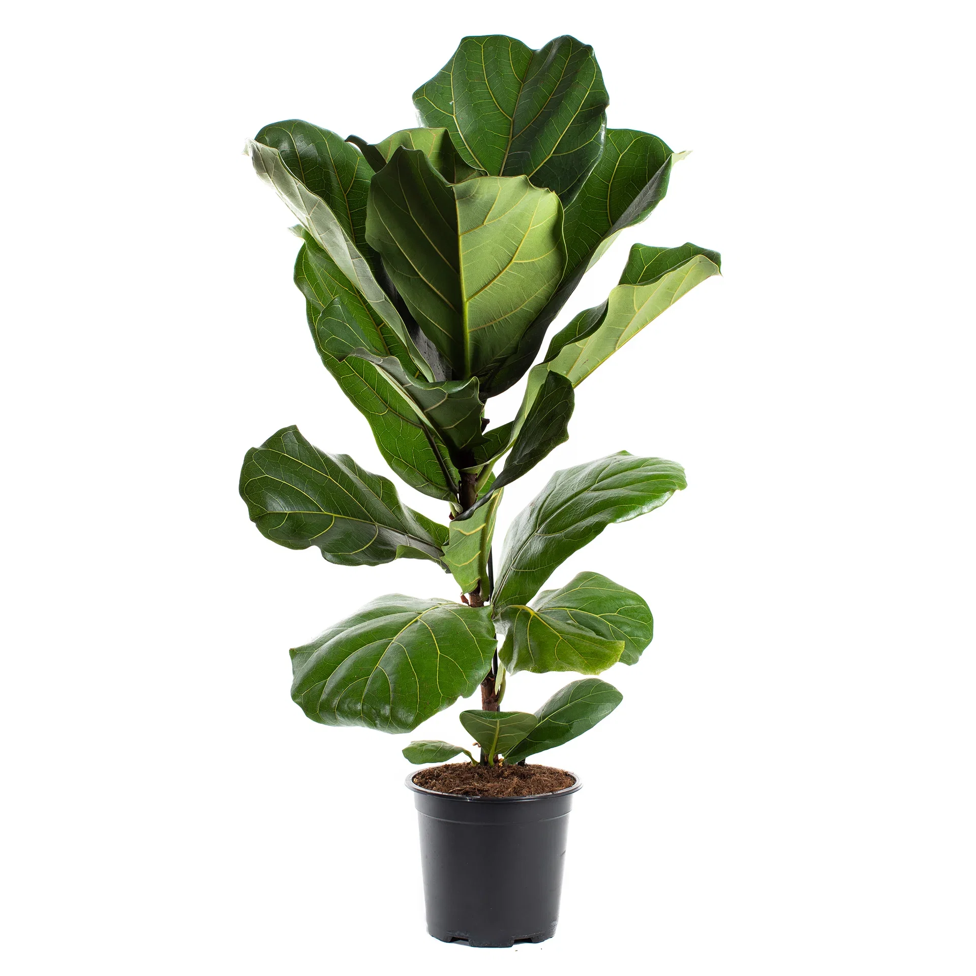 Ficus lyrata 17 cm