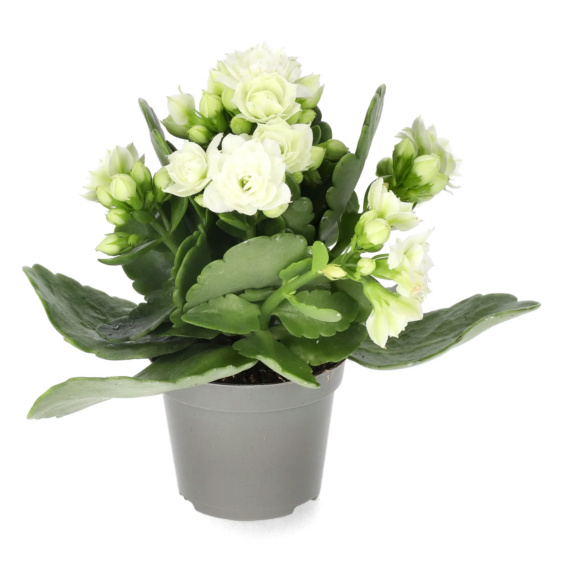 Kalanchoe mini White 6 cm