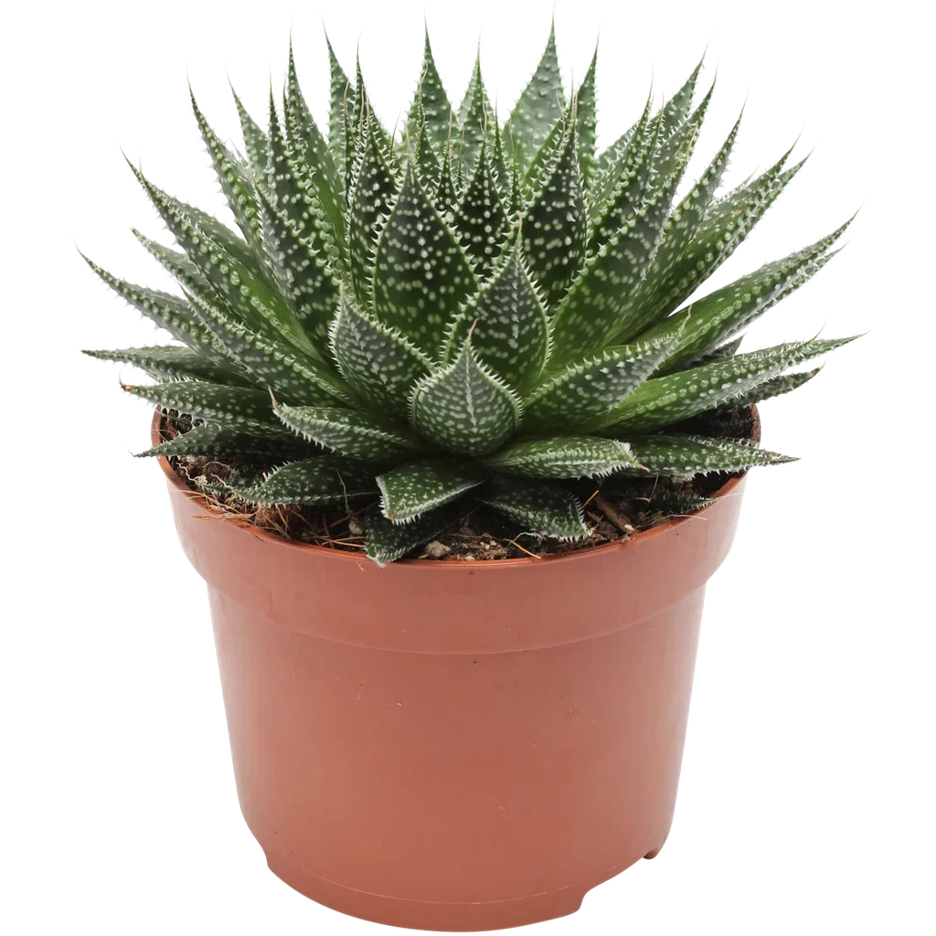 Aloe aristata magic 12cm