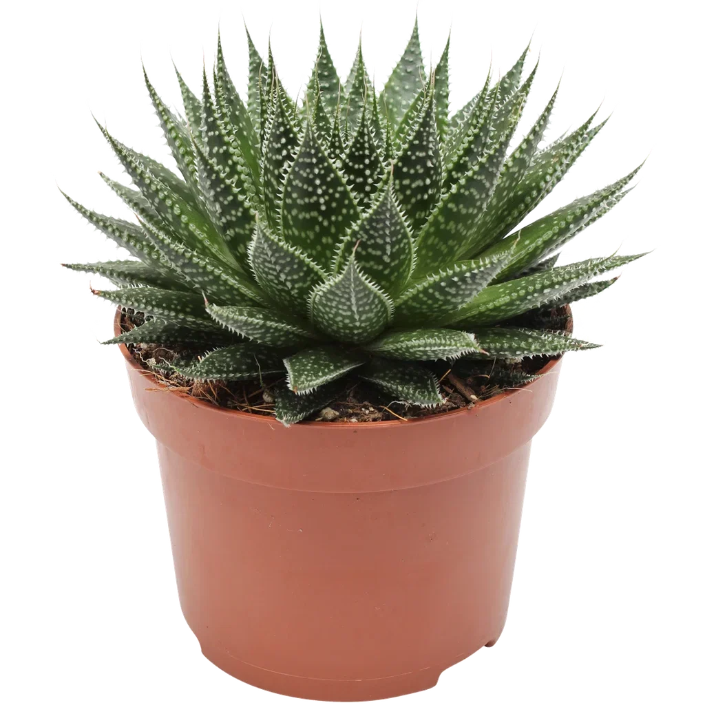 Aloe aristata magic 12cm