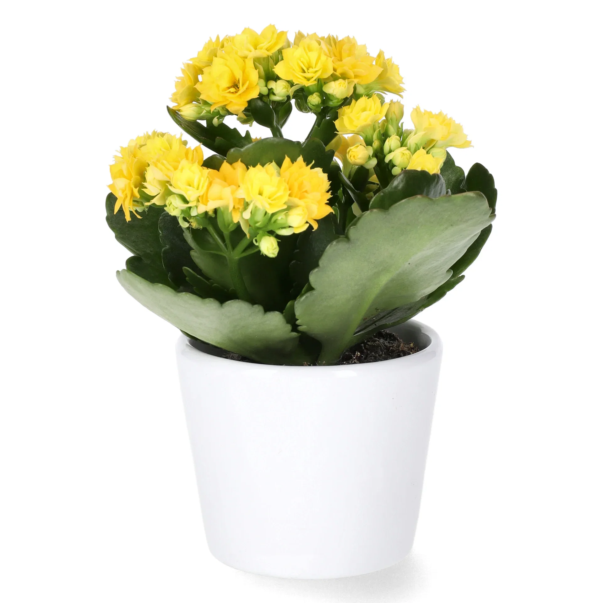 Kalanchoe mini Yellow 6 cm