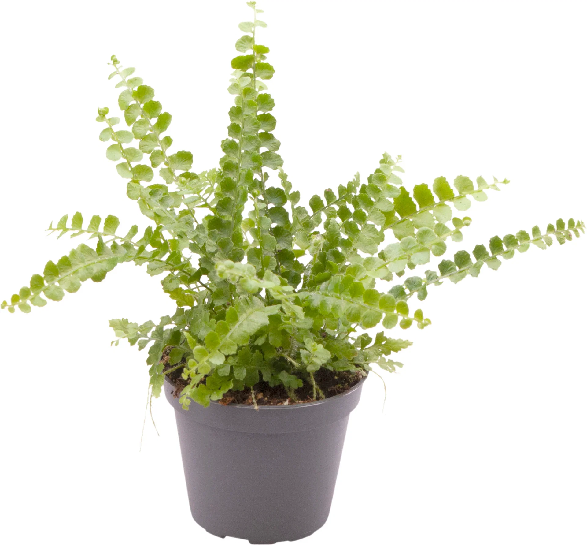 Nephrolepis exaltata 'Duffy' 6 cm