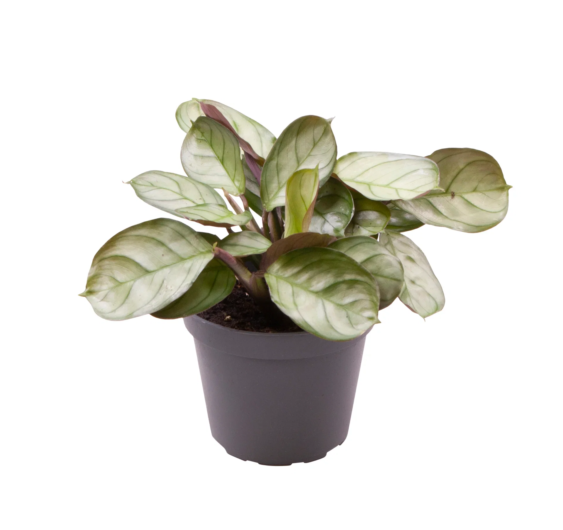 Maranta leuconeura 'Amabilis Mint' 6 cm