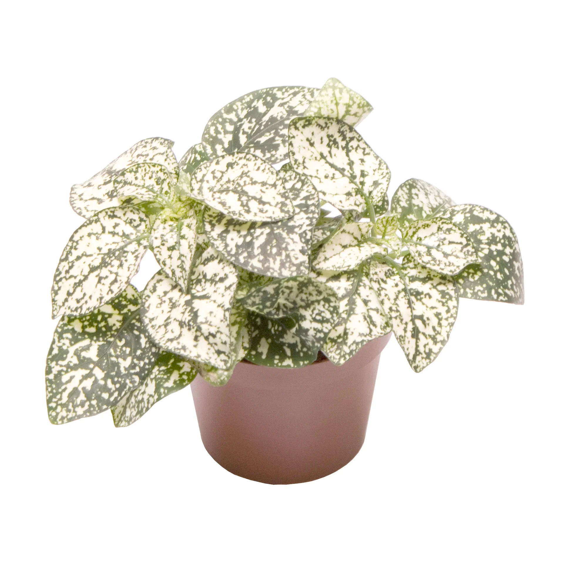 Hypoestes phyllostachya 'White' 6 cm