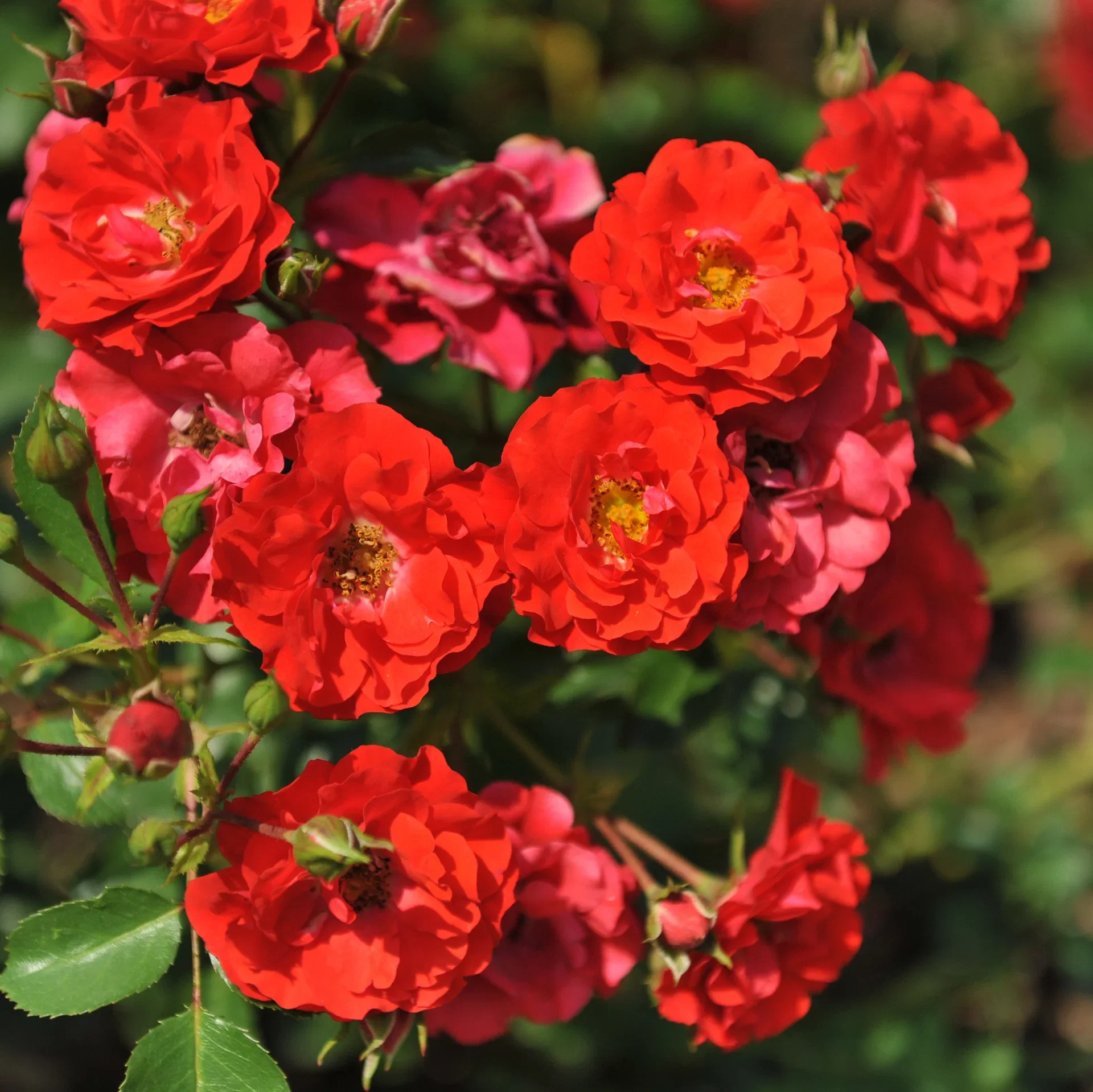 Rosa BEE FRIENDLY RØD 3L
