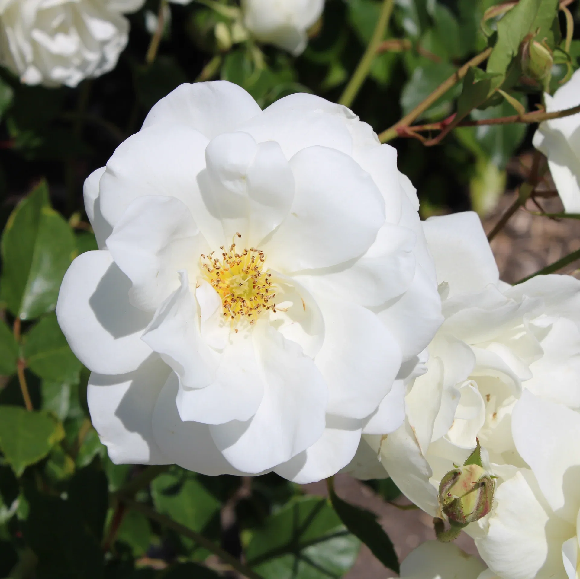 Rosa BEE FRIENDLY HVIT 3L