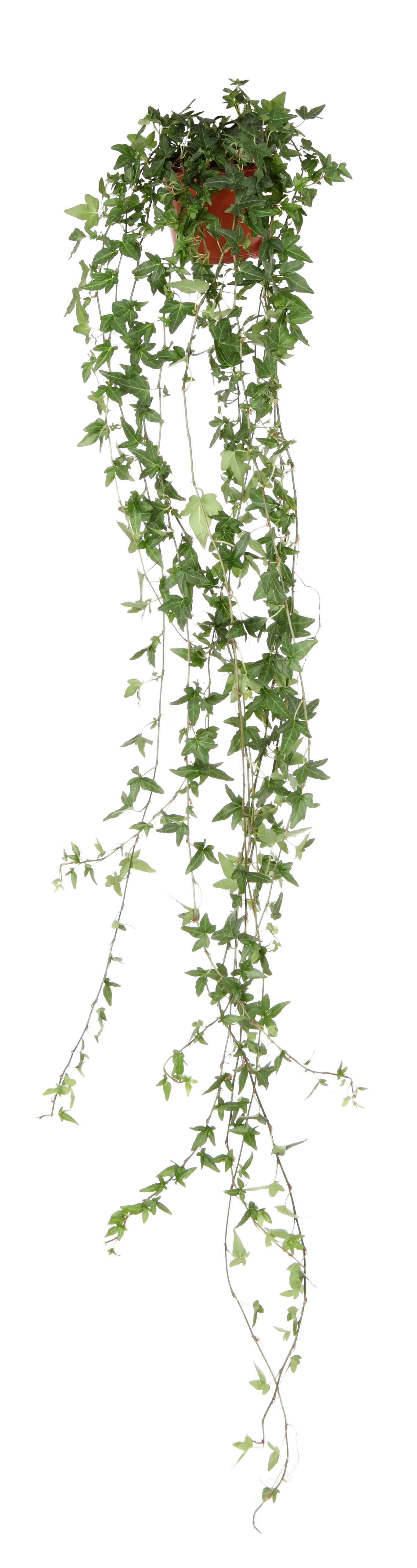 Hedera helix long ranks 12 cm