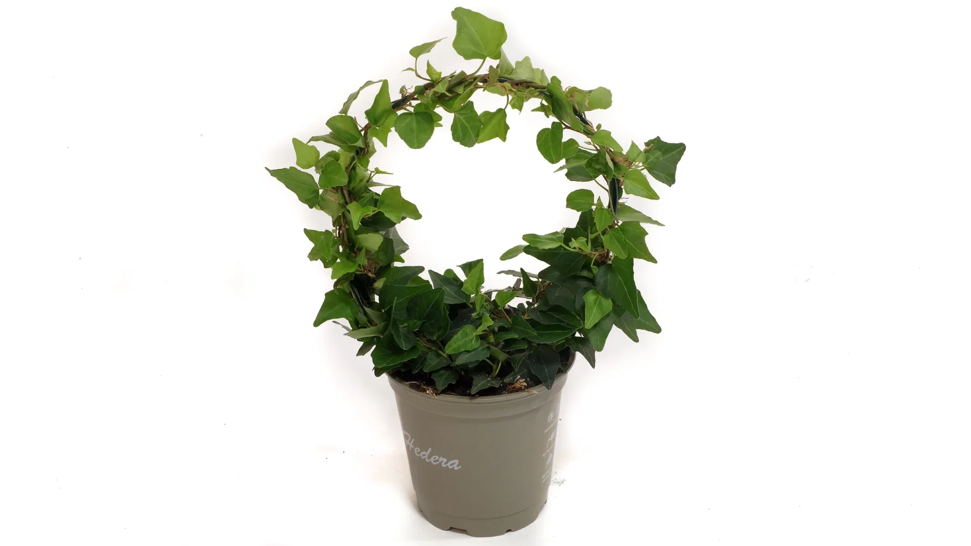 Hedera helix small bow 12 cm