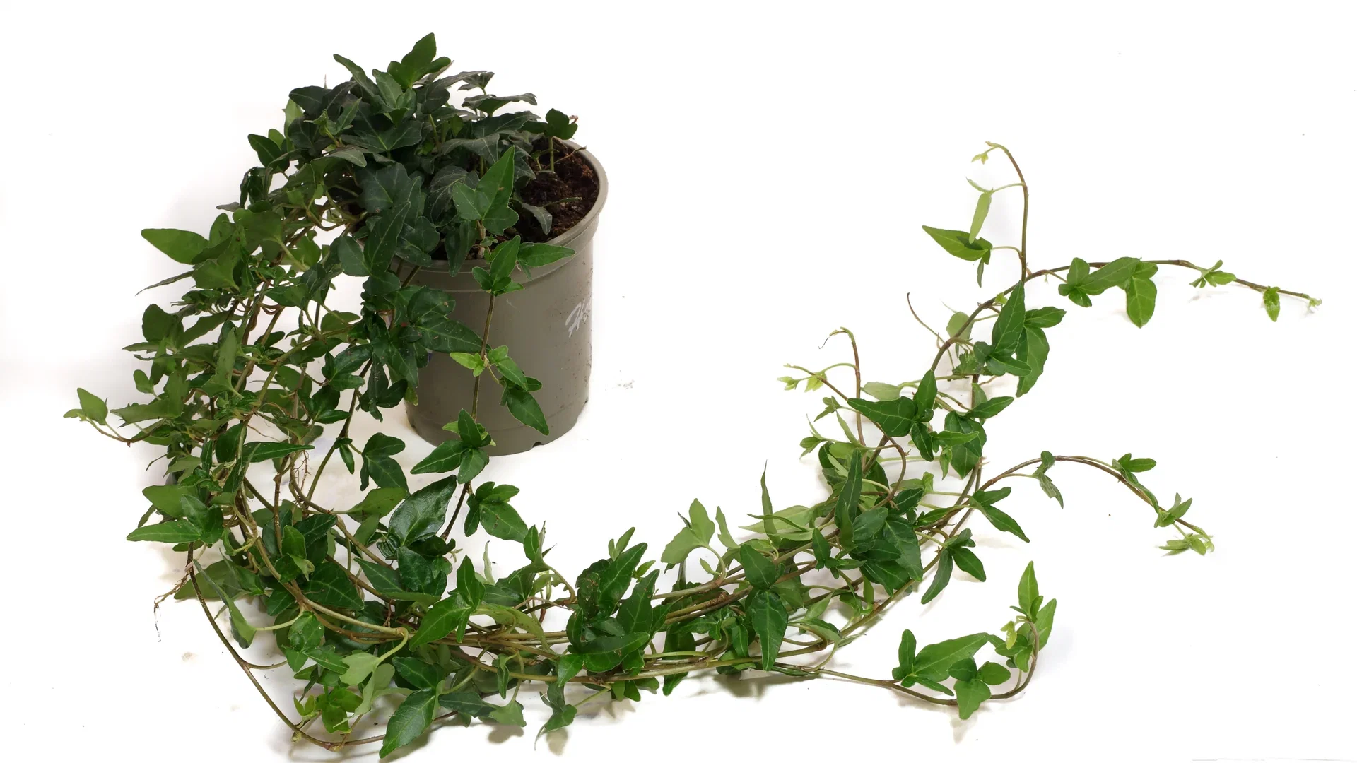 Hedera helix long ranks 12 cm