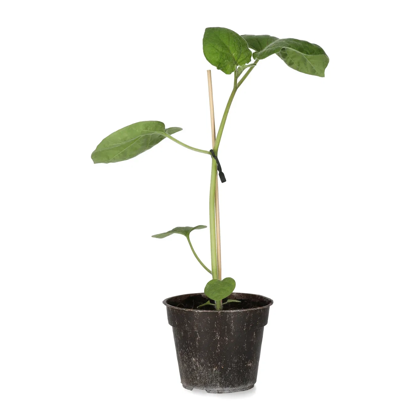 All N. Physalis 'Little lanterns' 10,5 cm