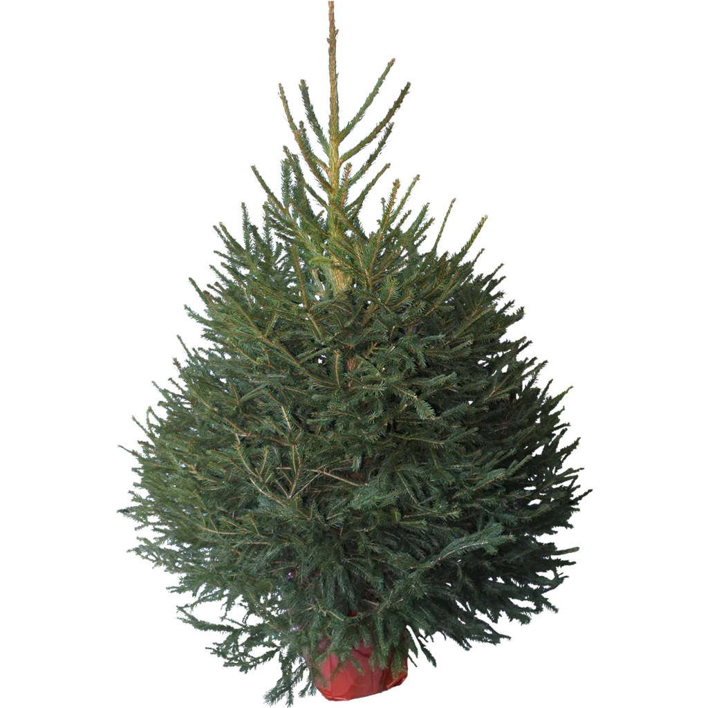 Picea abies 130 cm 27 cm