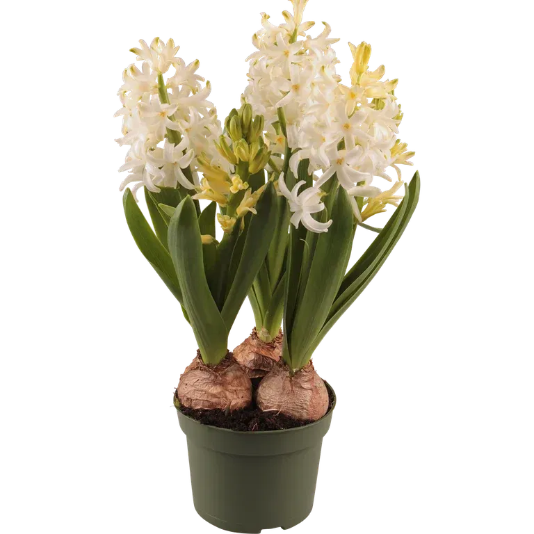 Hyacinthus 17+ 3 bulb White 12 cm