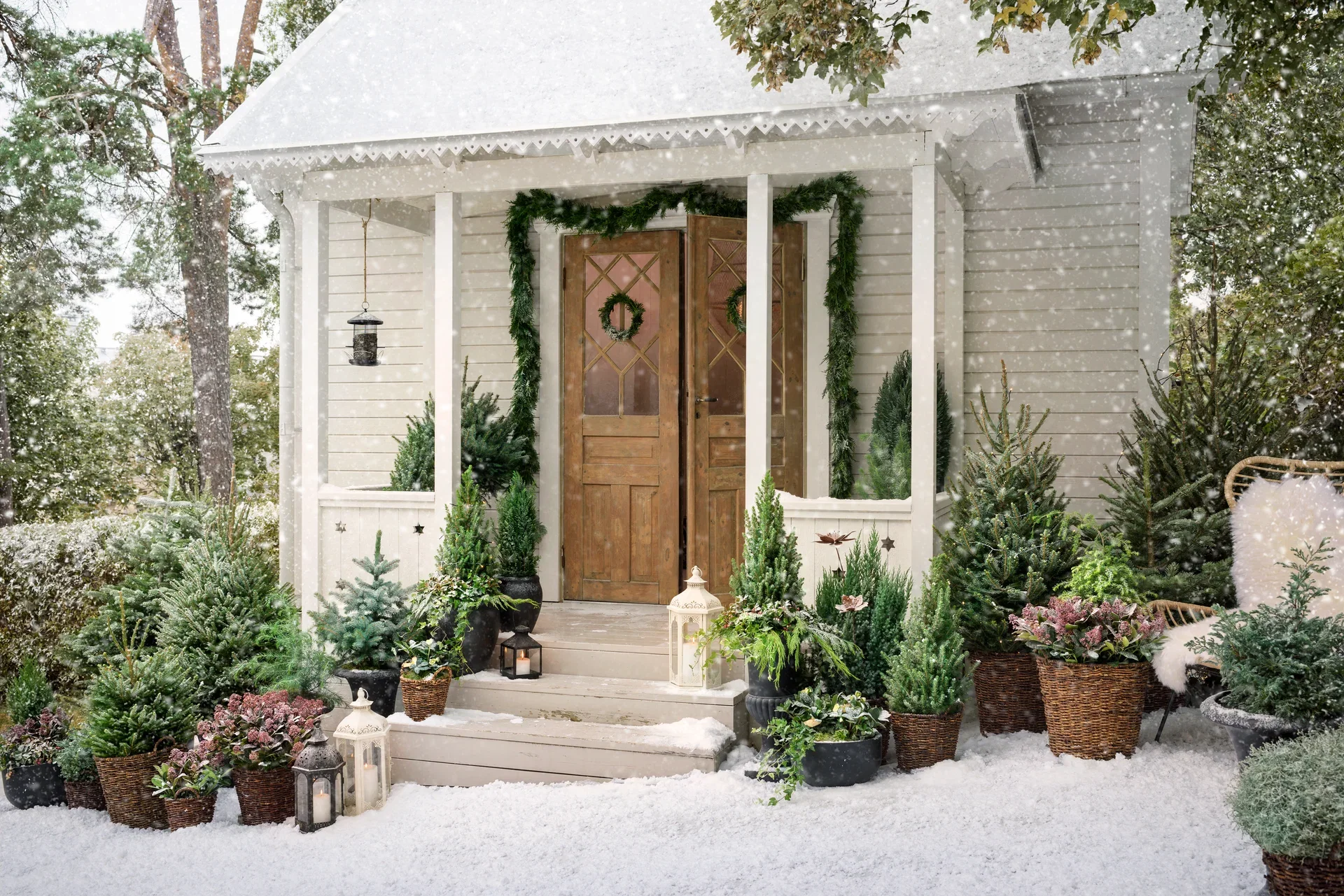 Picea omorika 80 cm 27 cm