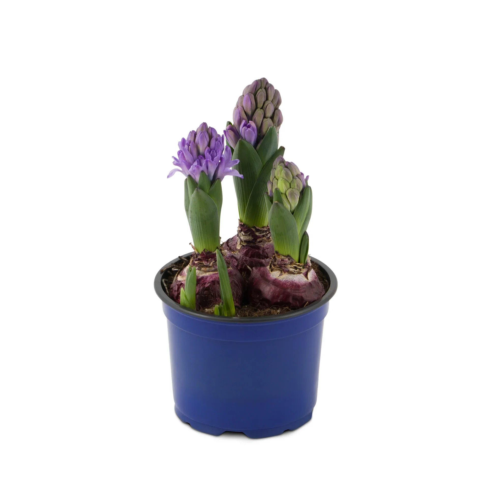 Hyacinthus 17+ 3 bulb Blue 12 cm