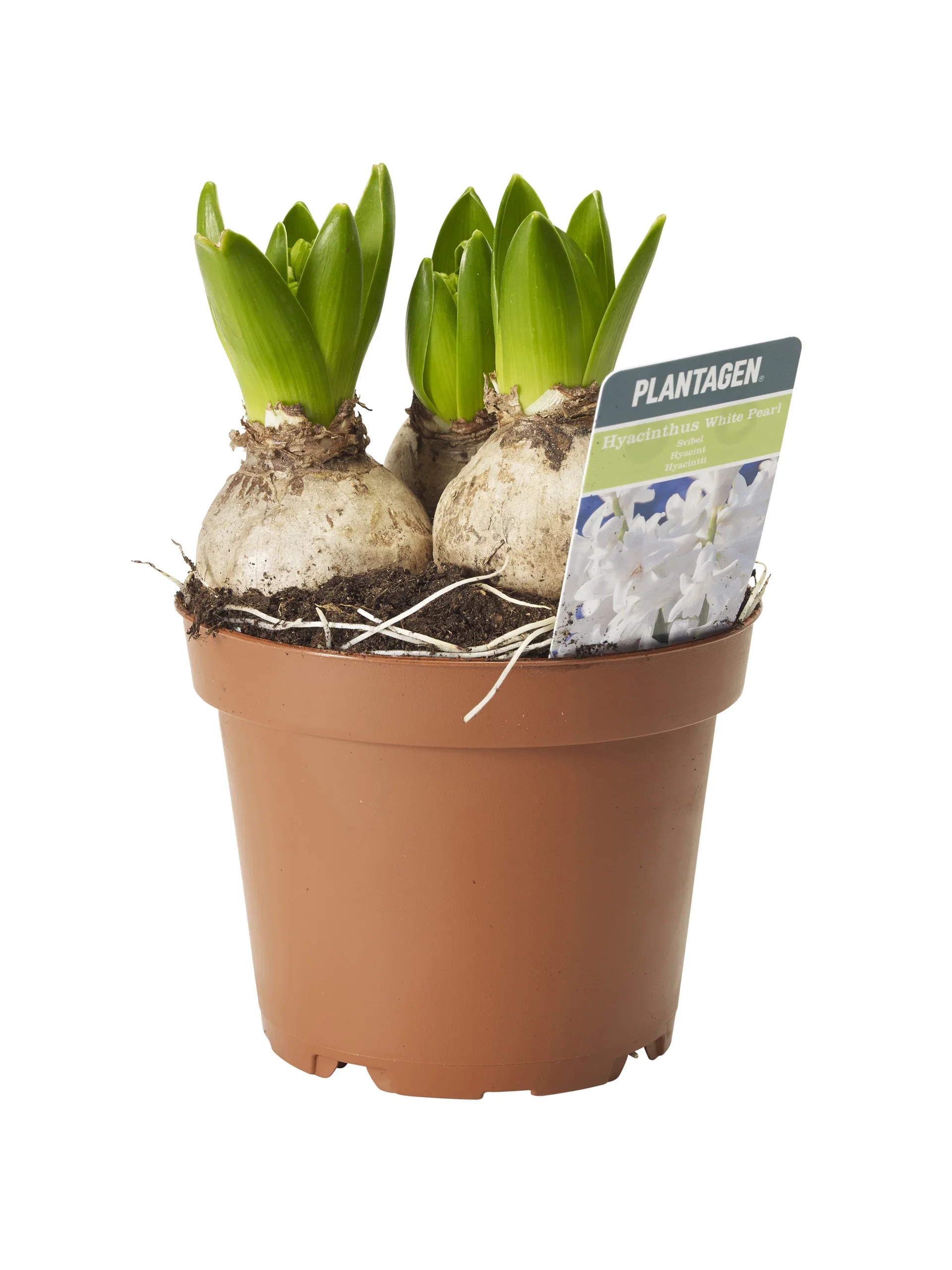 Hyacinthus 17+ 3 bulb White 12 cm