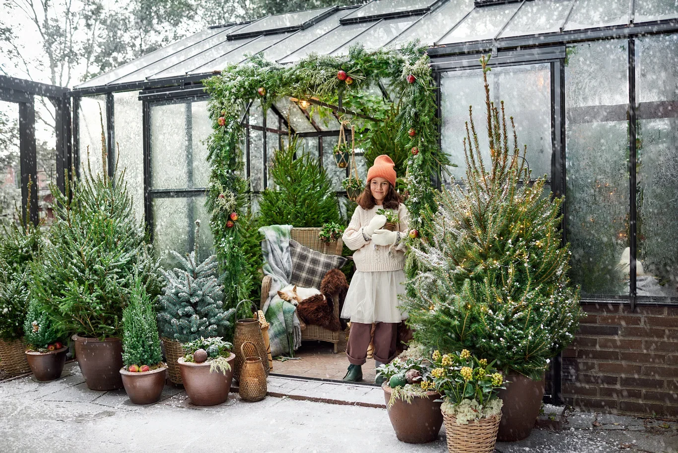 Picea abies 130 cm 27 cm