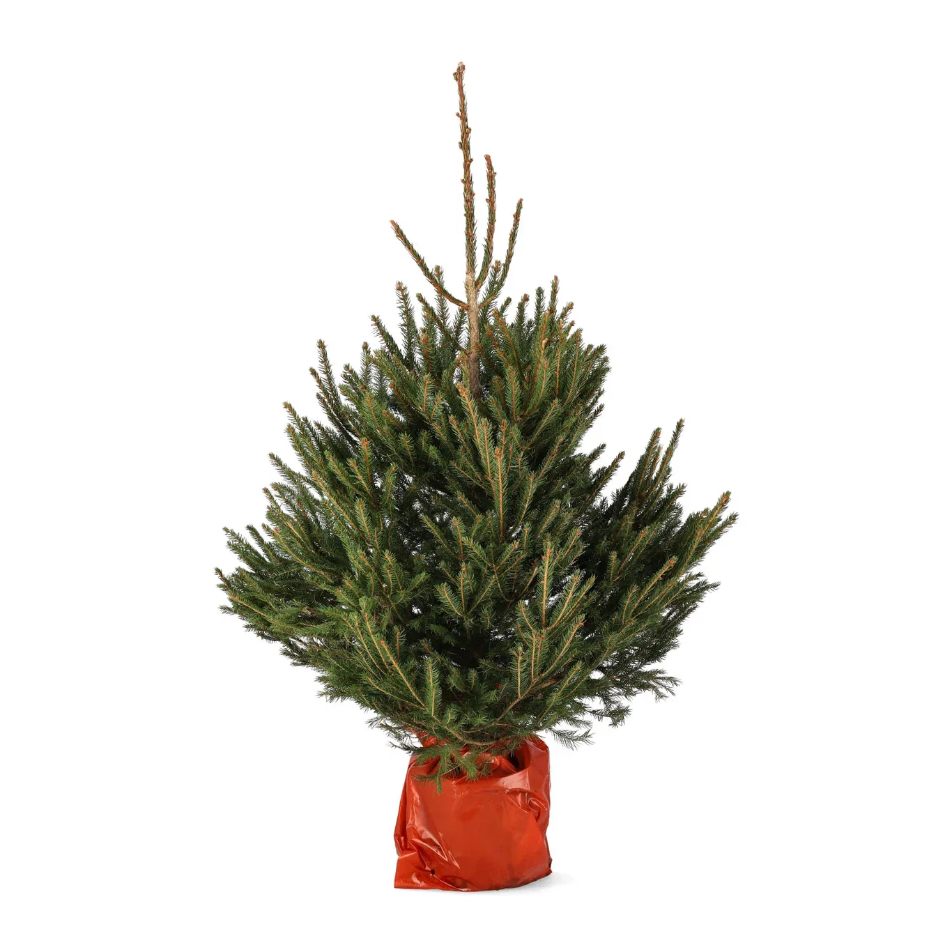 Picea abies 130 cm 27 cm