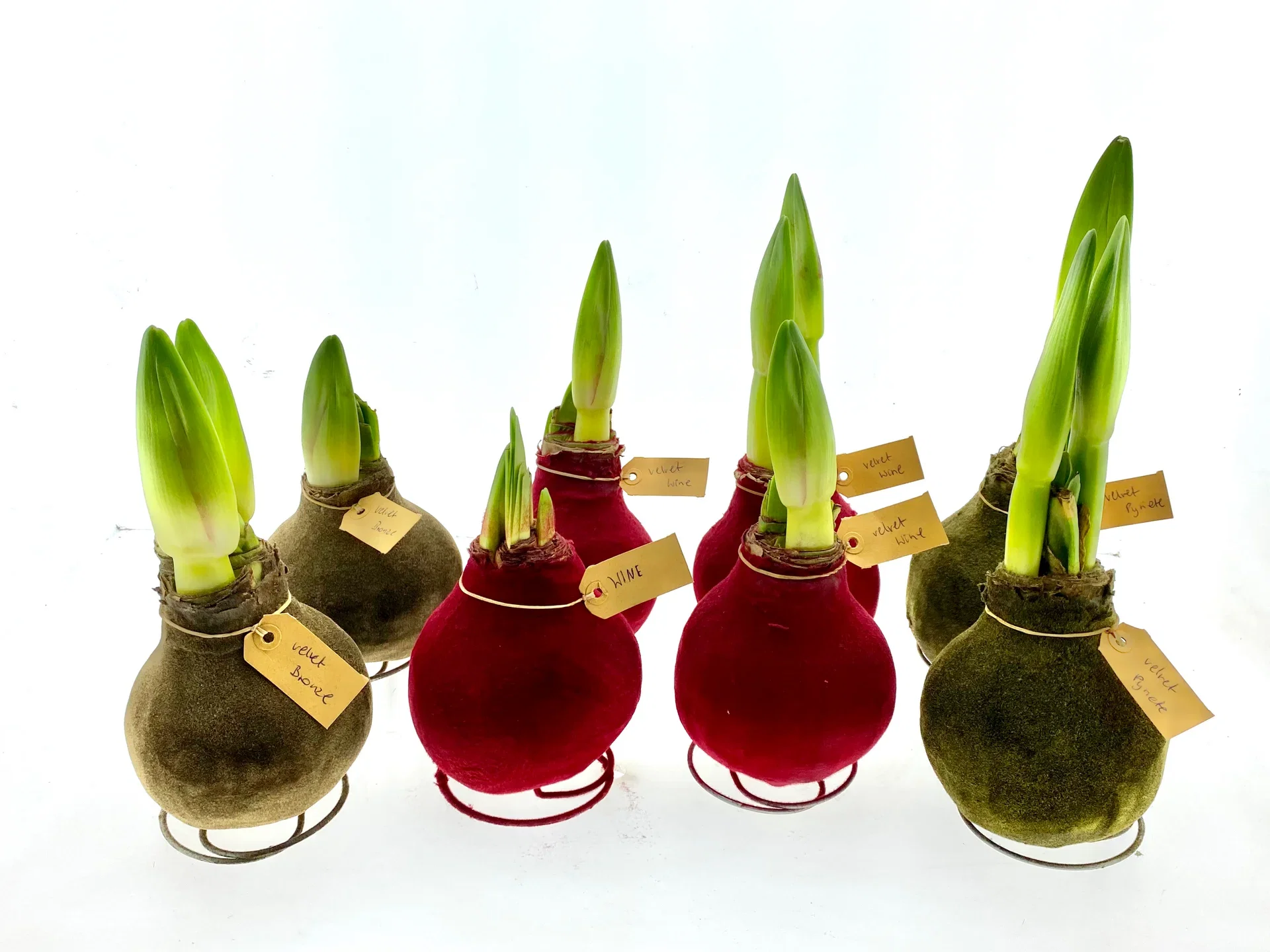 Hippeastrum Wax Velvet