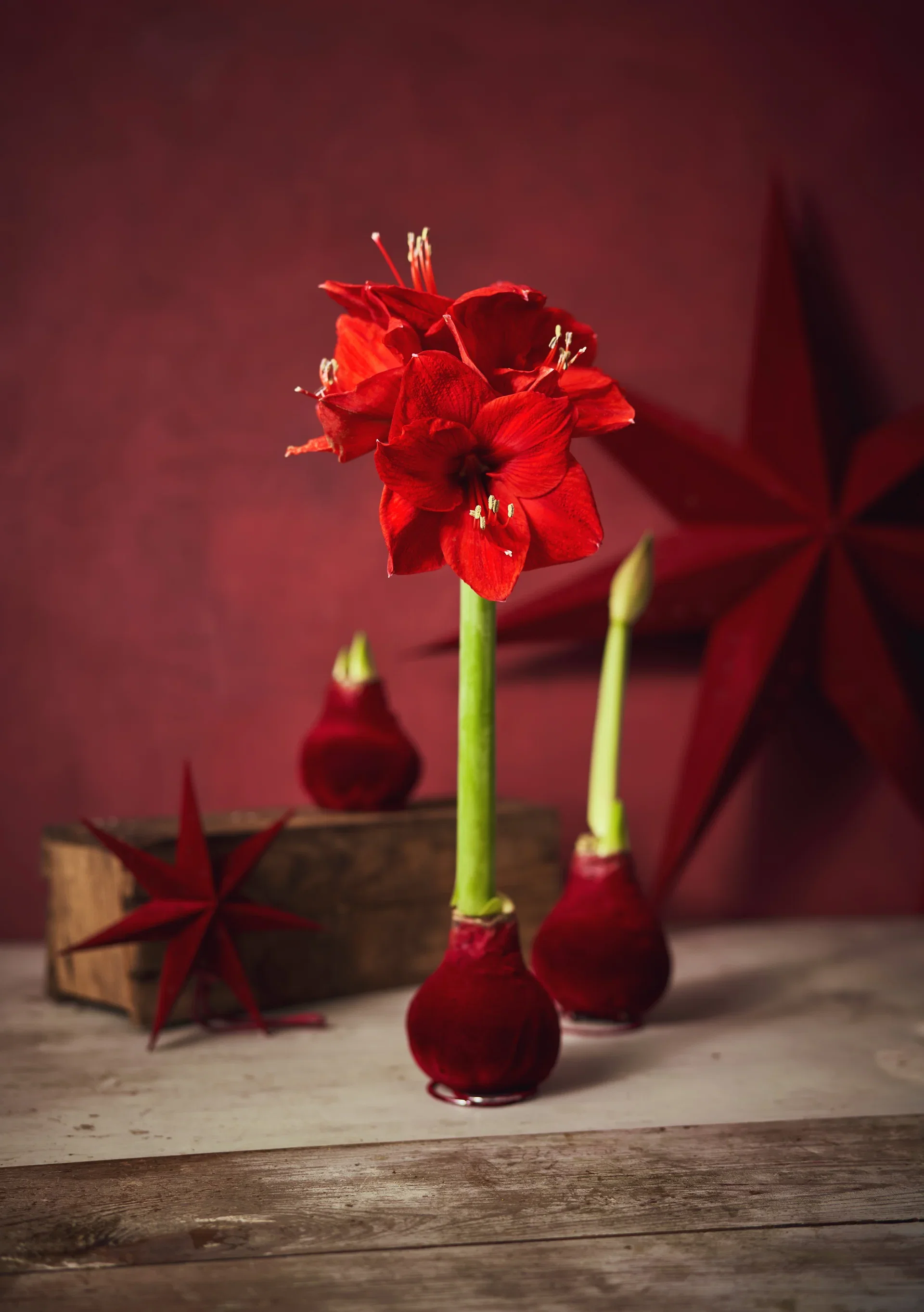 Hippeastrum Wax Velvet