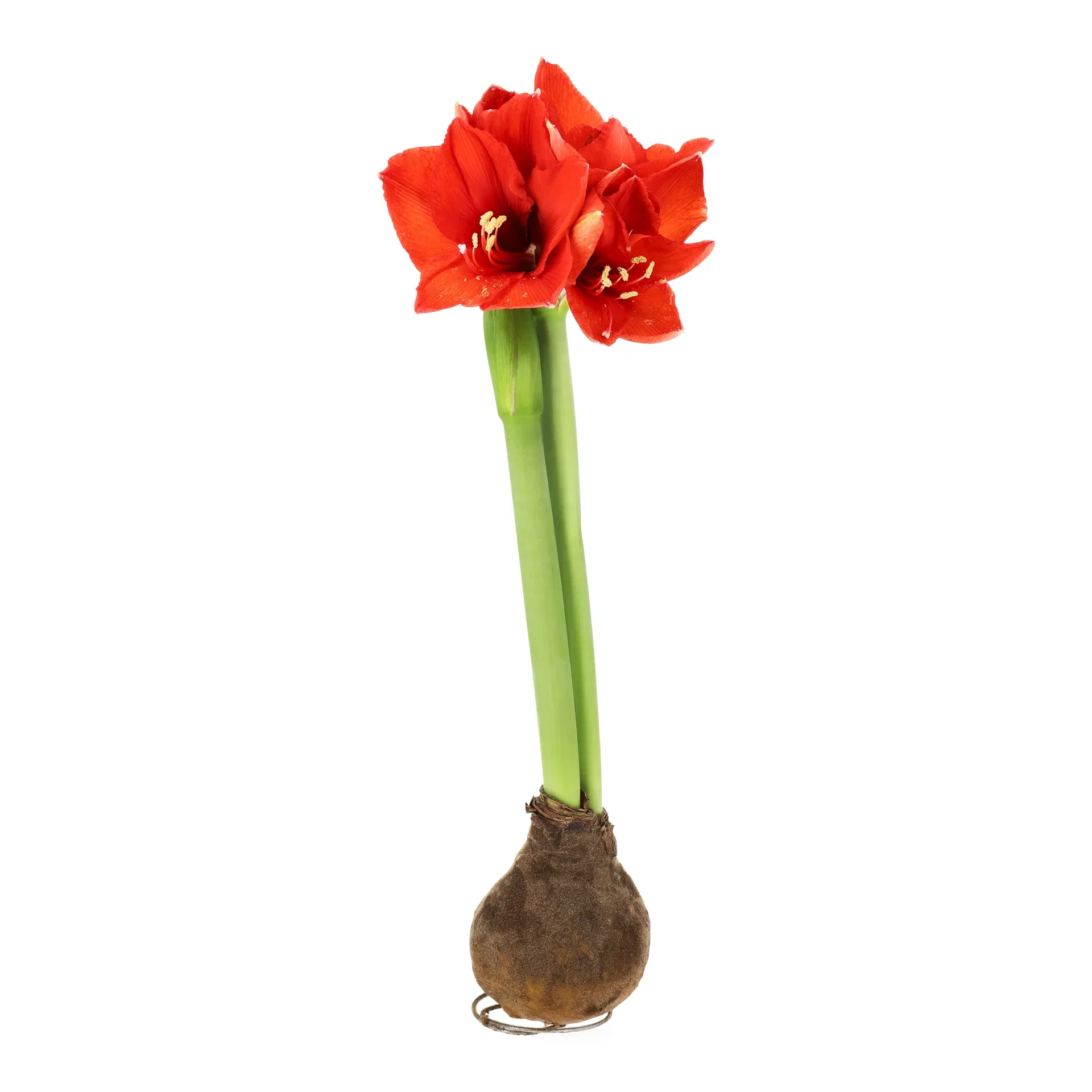 Hippeastrum Wax Velvet