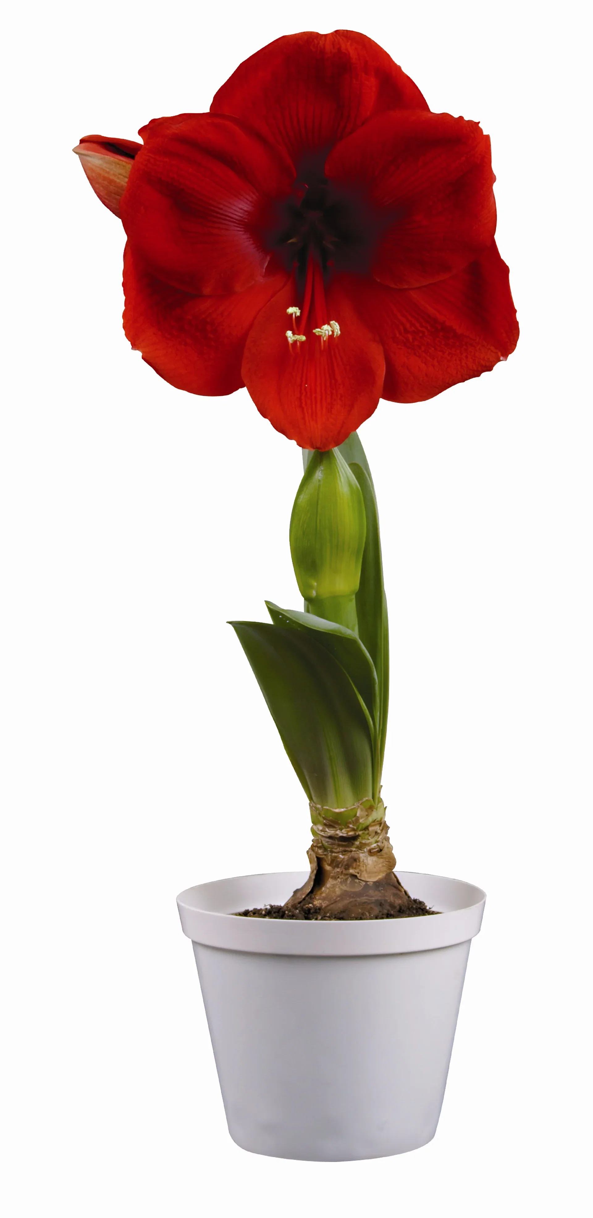 Hippeastrum 32+ 'Cayenne' 14 cm