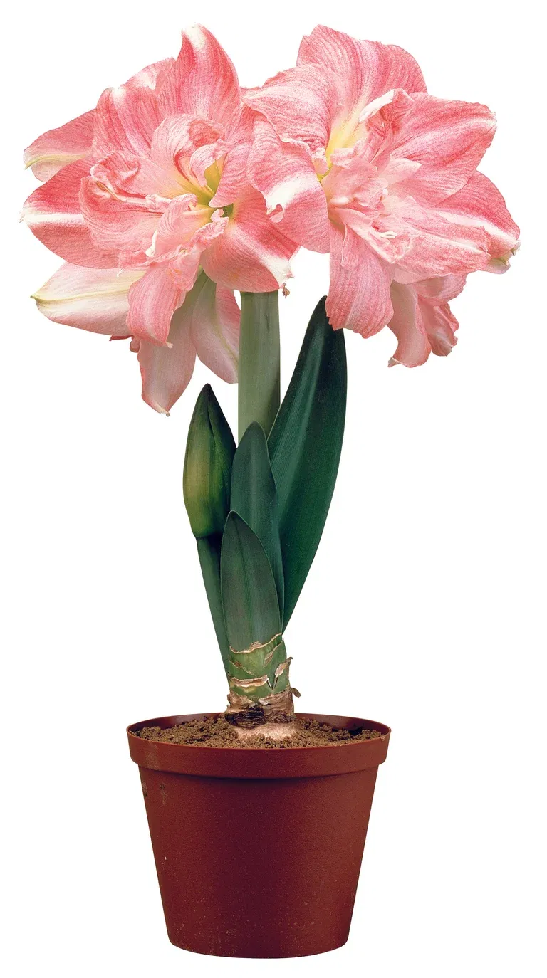 Hippeastrum 32+ 'Rozetta' 14 cm