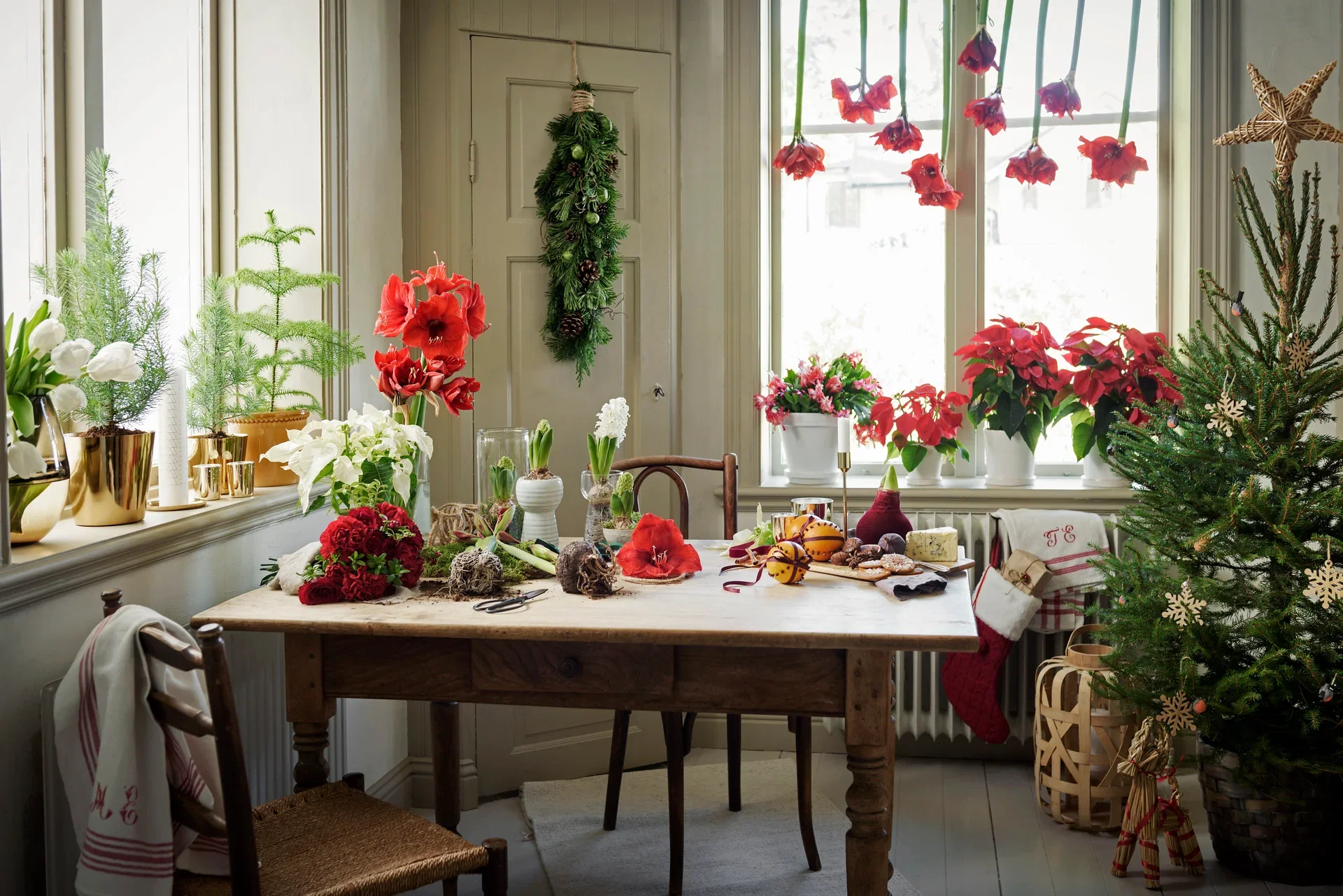 Hippeastrum 32+ 'Inferno' 14 cm