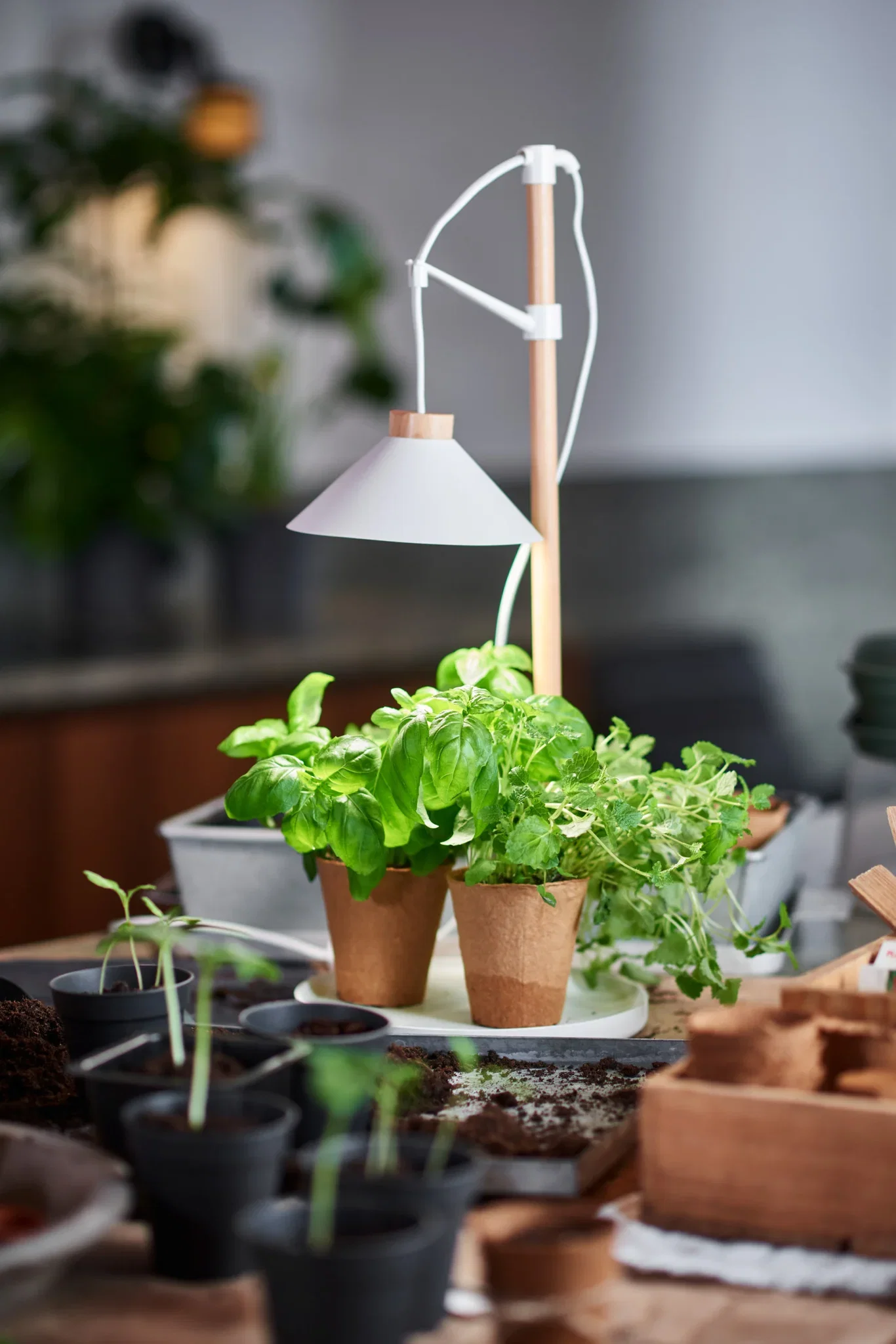 "Asti" table grow light with round tray