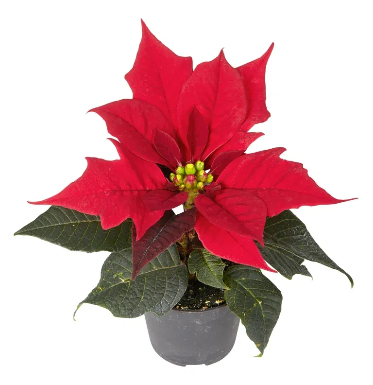 Euphorbia pulch. Mini Red 6 cm