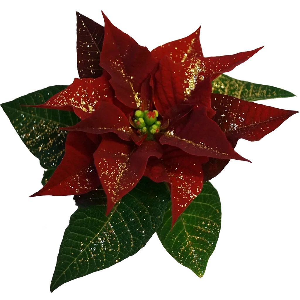 Euphorbia pulch. Mini Red glitter 6 cm