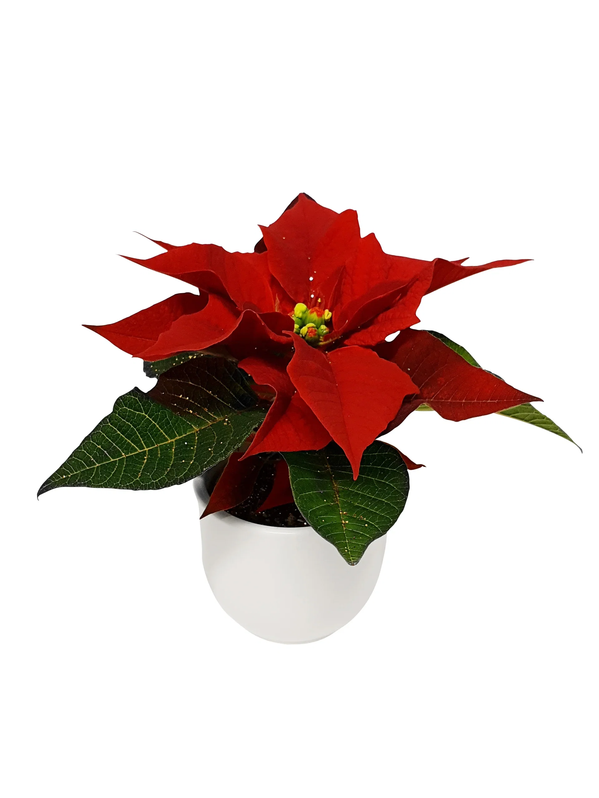 Euphorbia pulch. Mini Red glitter 6 cm