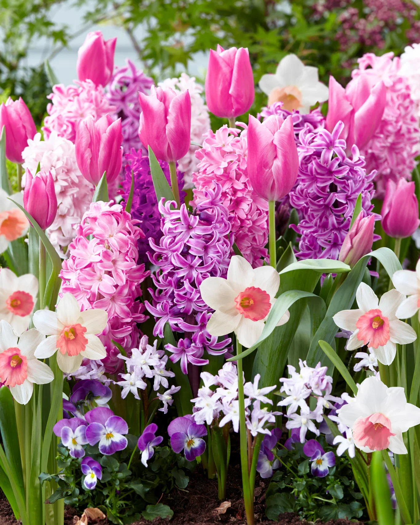 Pink Blend - 15 bulbs