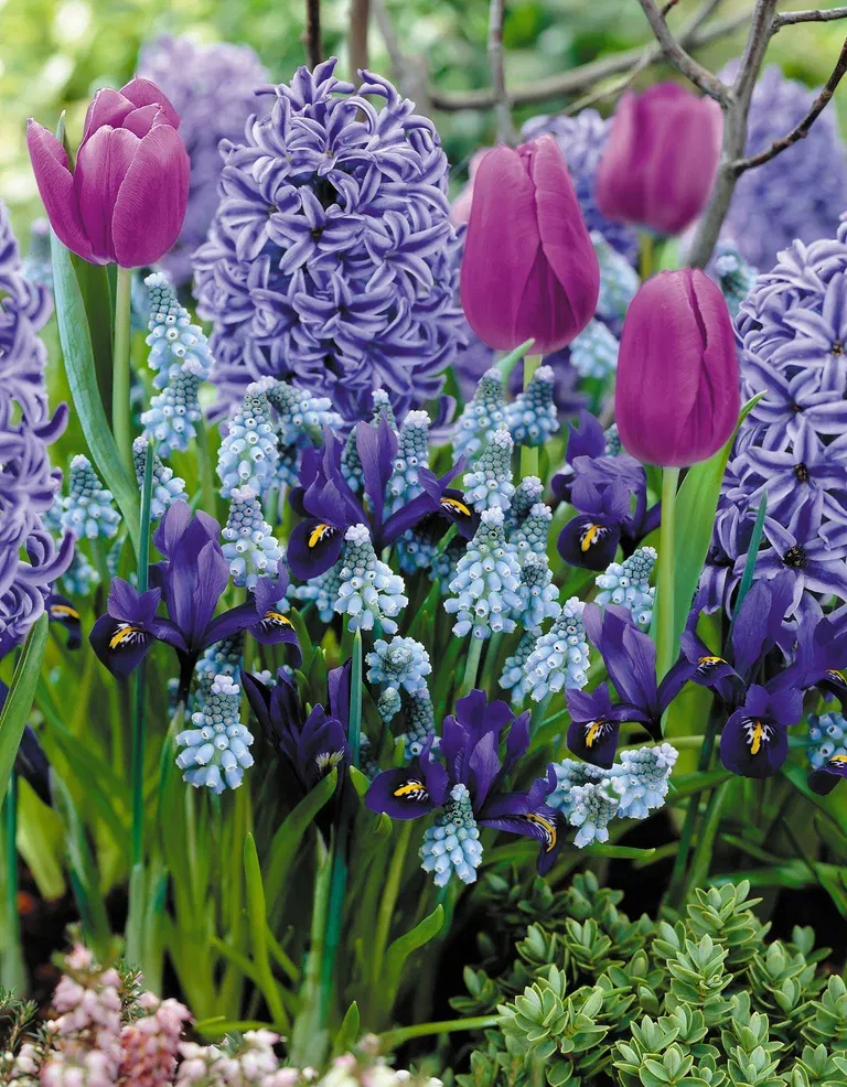 Blue Blend - 15 bulbs