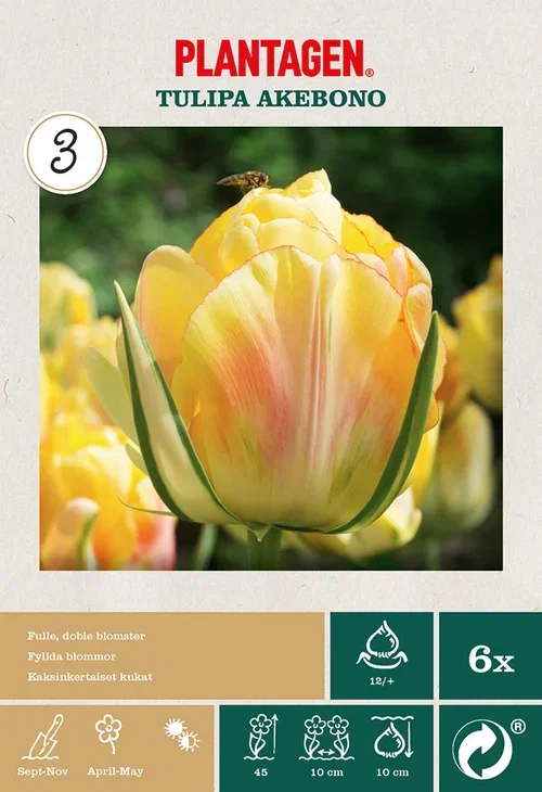 Tulipa Double Late Akebono