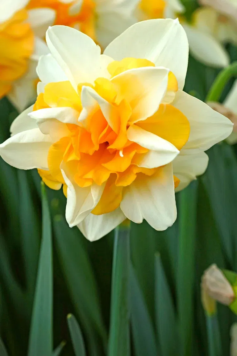 Narcissus Double Sweet Desire
