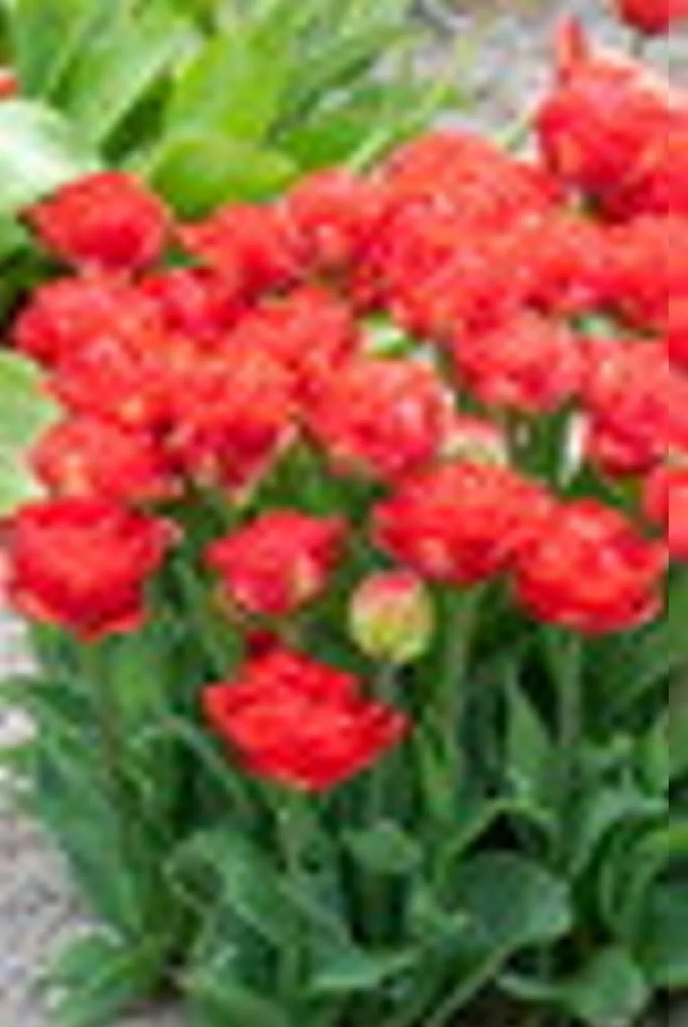 Tulipa Double Early Pamplona 6 bulbs