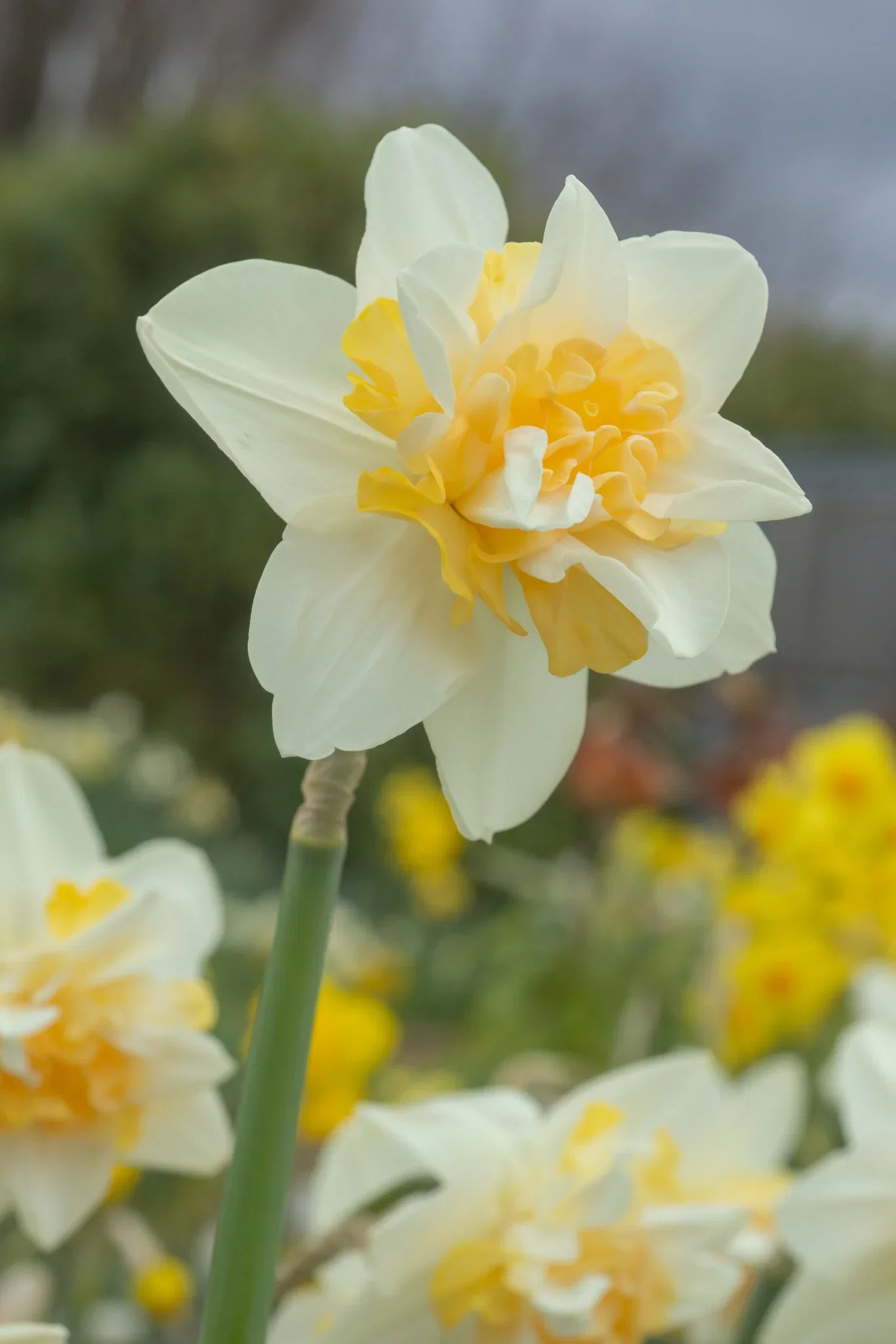 Narcissus Double Sweet Desire